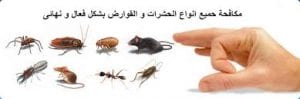 شركة مكافحة حشرات بجدة